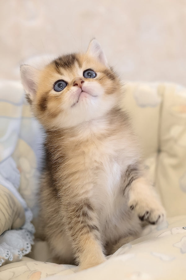 Eleon | Scottish Straight Kitten