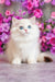 Elina | British Shorthair Kitten