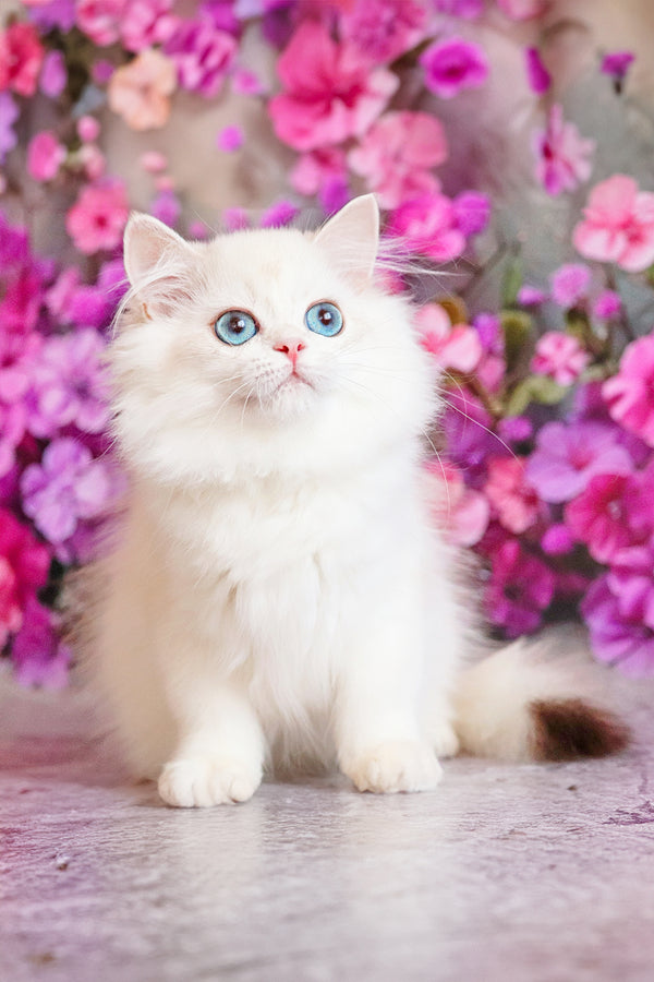 Elina | British Shorthair Kitten