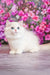 Elina | British Shorthair Kitten