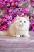 Elina | British Shorthair Kitten