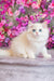 Elina | British Shorthair Kitten