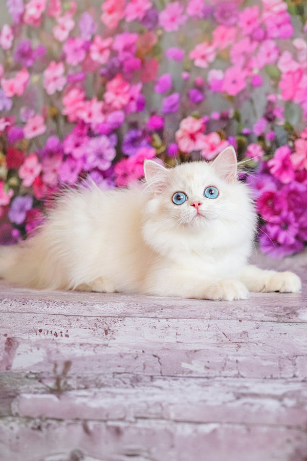 Elina | British Shorthair Kitten