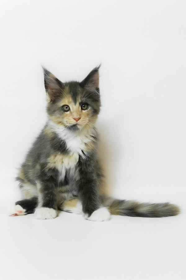 Elina | Maine Coon Kitten