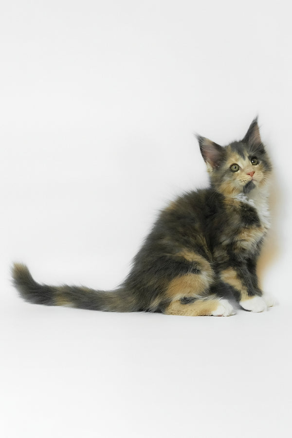 Elina | Maine Coon Kitten
