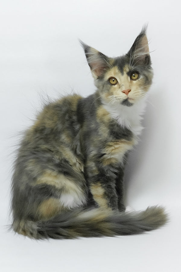 Elina | Maine Coon Kitten