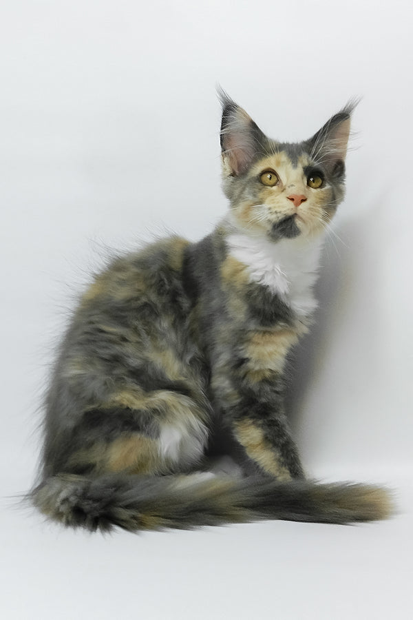 Elina | Maine Coon Kitten