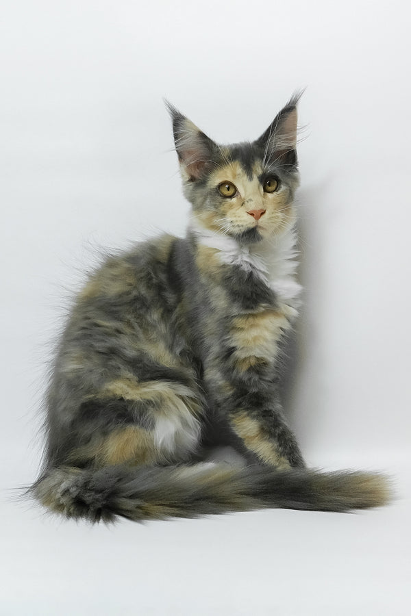 Elina | Maine Coon Kitten