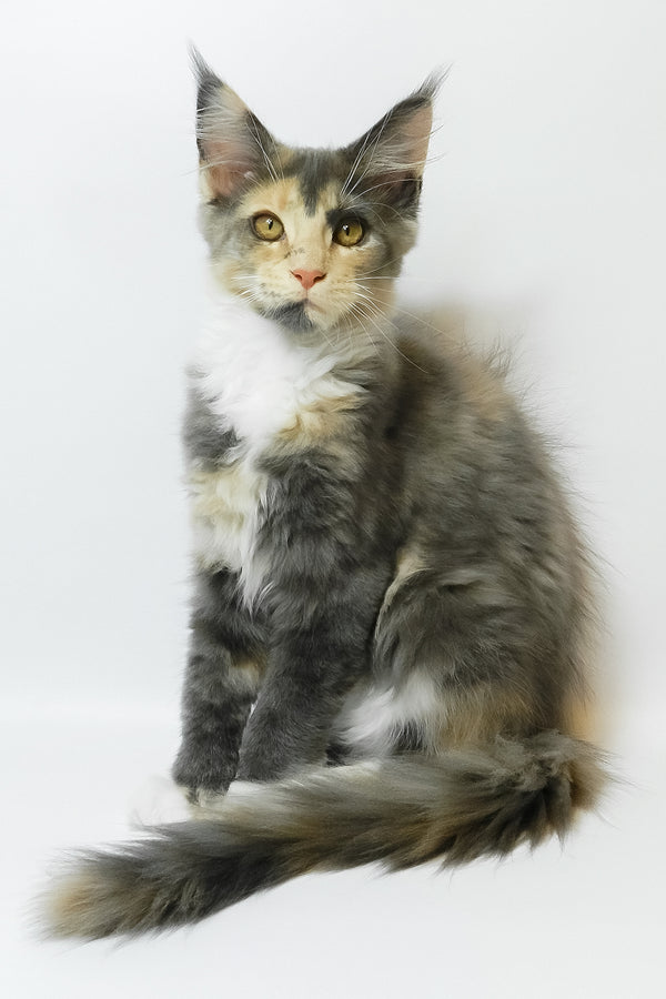 Elina | Maine Coon Kitten
