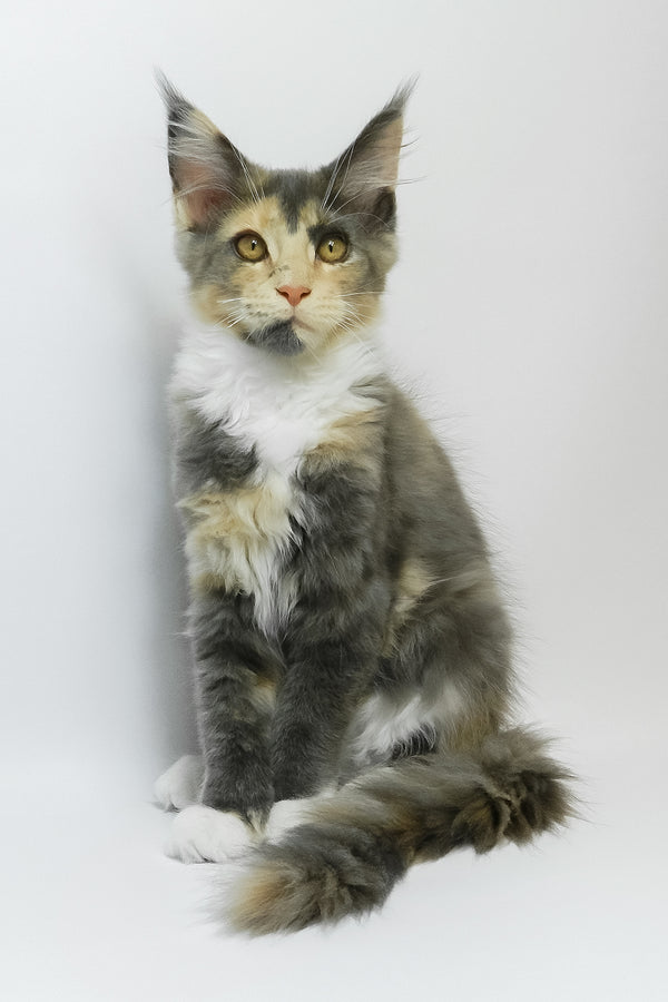Elina | Maine Coon Kitten