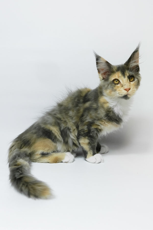 Elina | Maine Coon Kitten