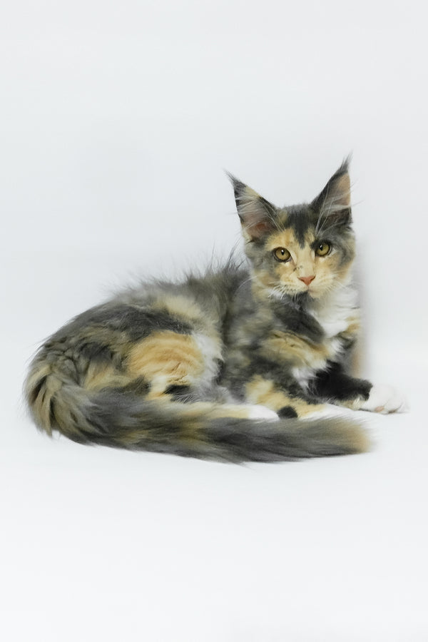 Elina | Maine Coon Kitten