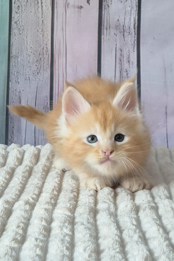 Red Mist | Maine Coon Kitten