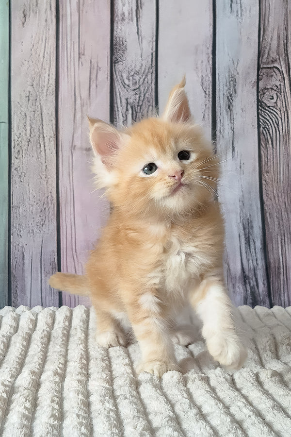 Red Mist | Maine Coon Kitten
