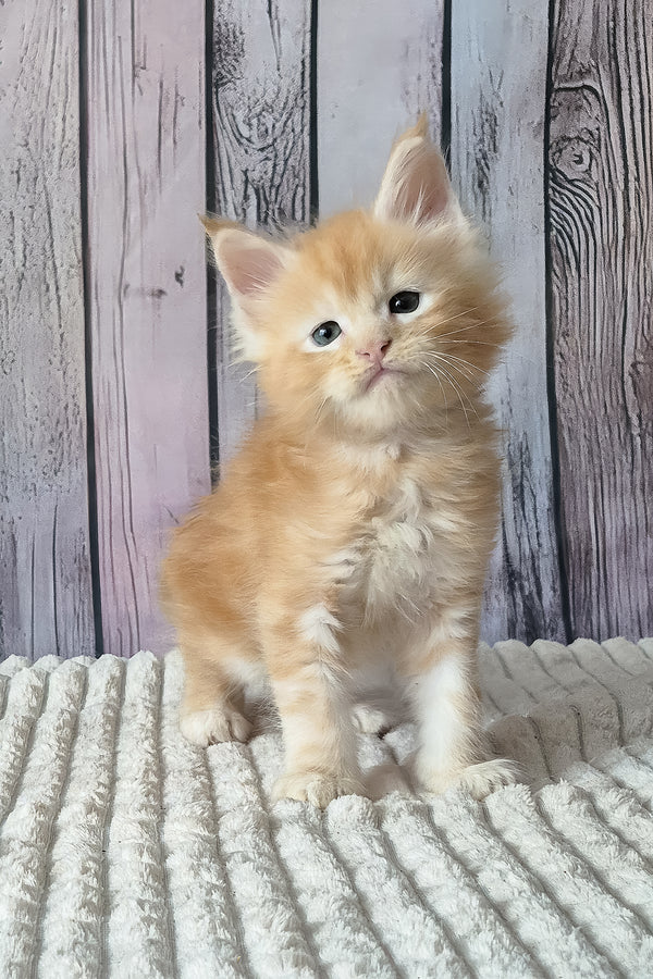 Red Mist | Maine Coon Kitten