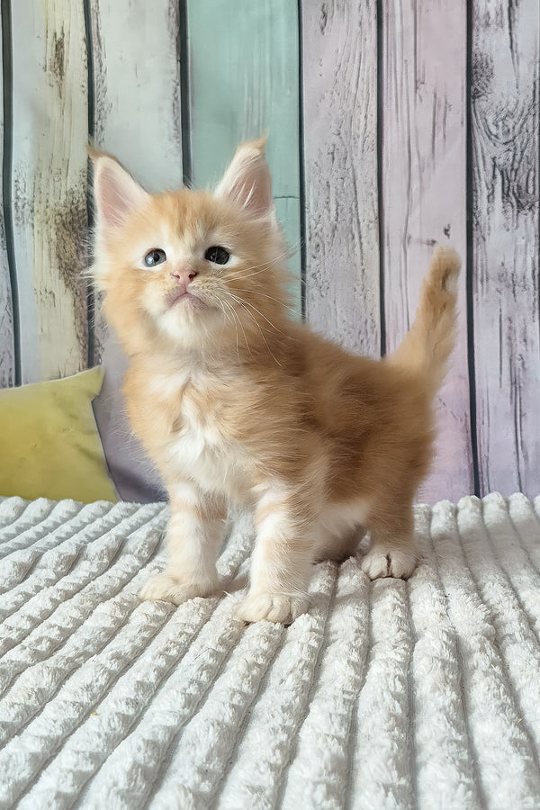 Red Mist | Maine Coon Kitten