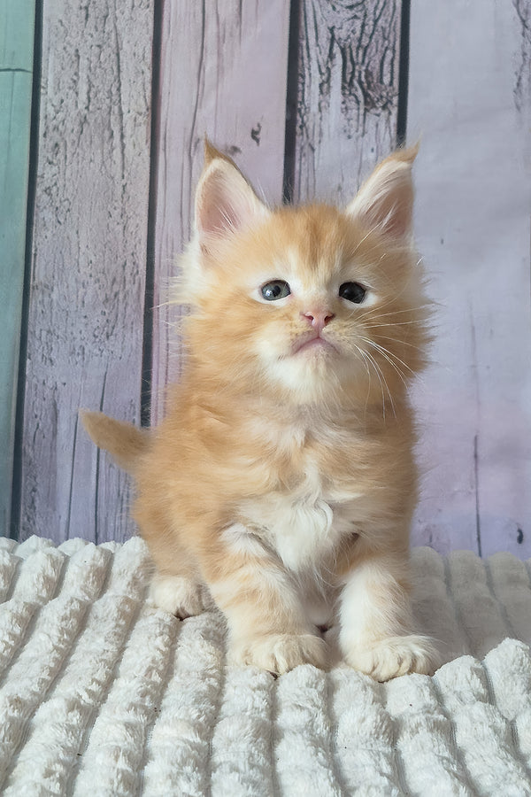 Red Mist | Maine Coon Kitten