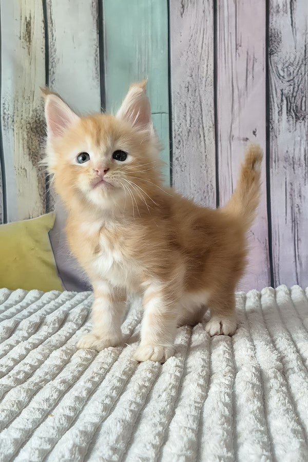 Red Mist | Maine Coon Kitten