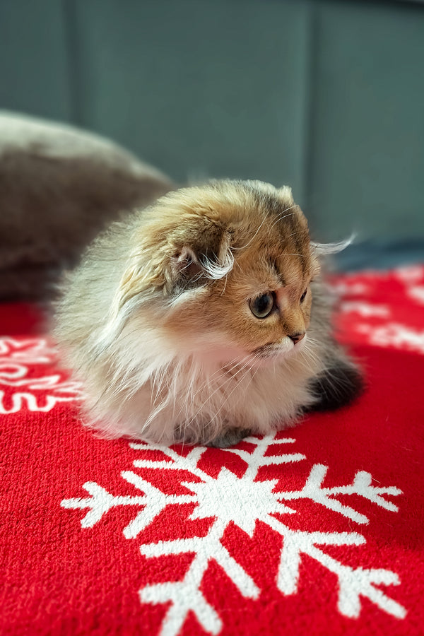 Eliza | Scottish Fold Longhair Kitten