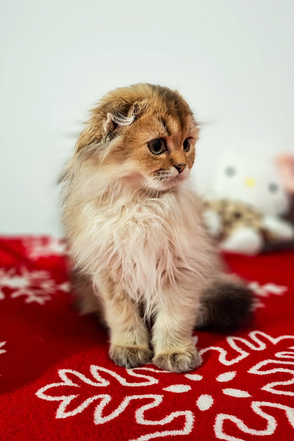 Eliza | Scottish Fold Longhair Kitten