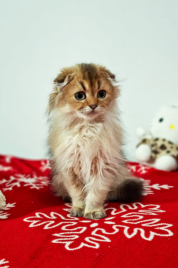 Eliza | Scottish Fold Longhair Kitten