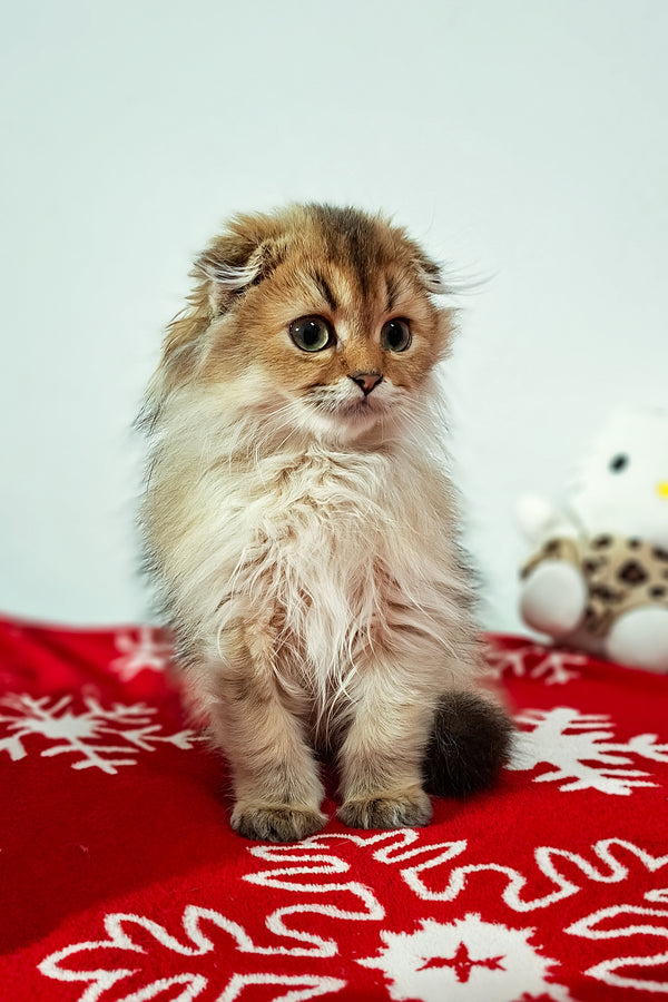 Eliza | Scottish Fold Longhair Kitten