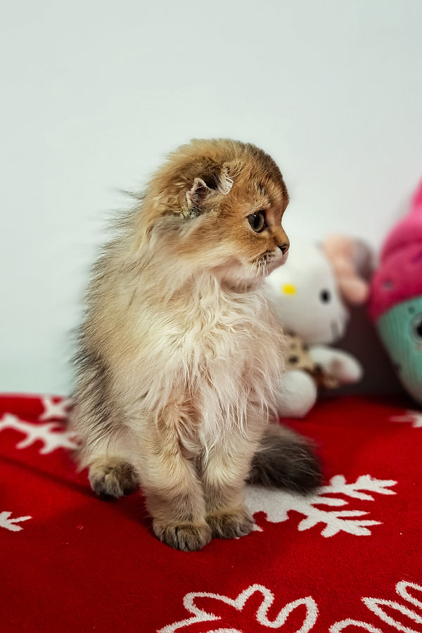 Eliza | Scottish Fold Longhair Kitten