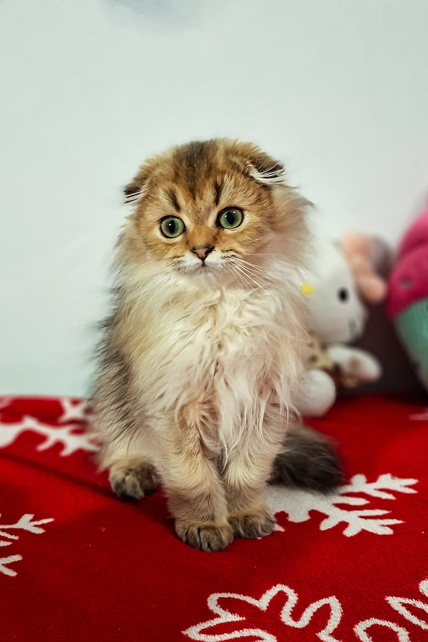 Eliza | Scottish Fold Longhair Kitten