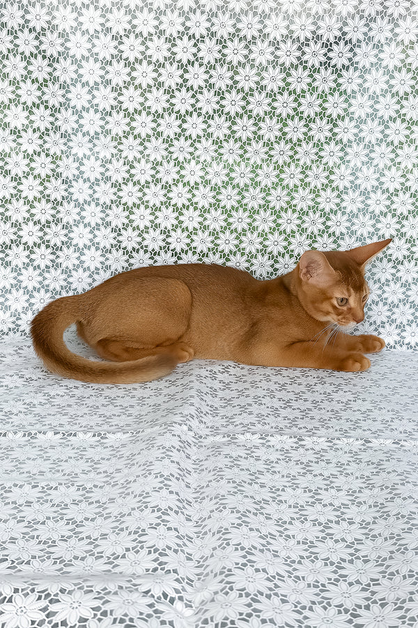 Ellada | Abyssinian Kitten