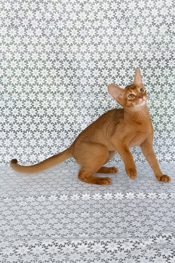 Ellada | Abyssinian Kitten