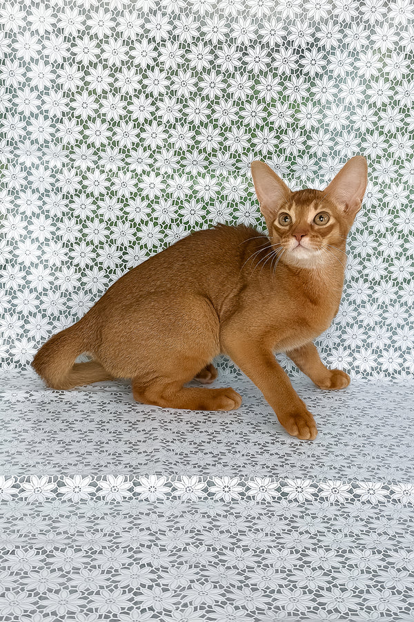 Ellada | Abyssinian Kitten