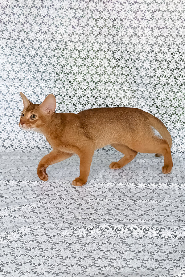 Ellada | Abyssinian Kitten