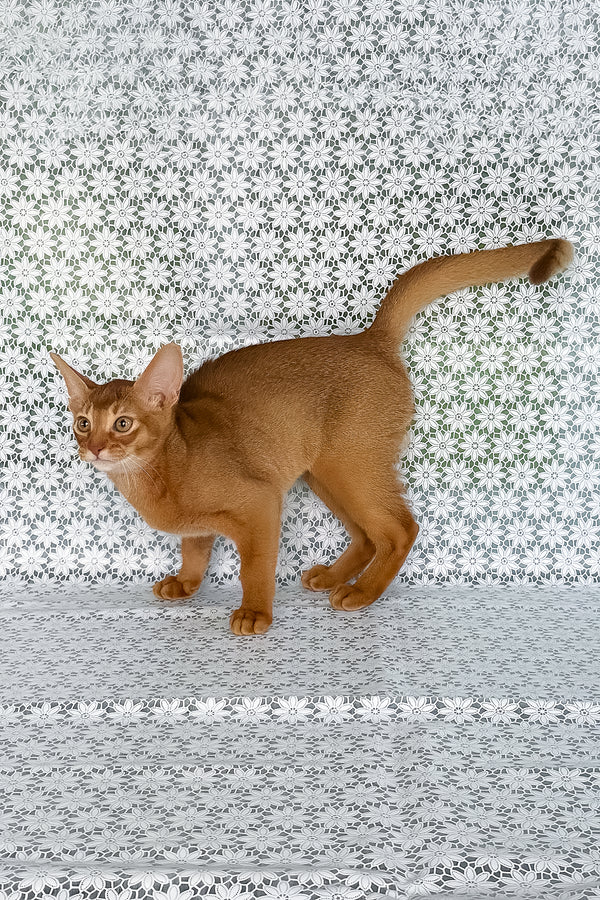 Ellada | Abyssinian Kitten