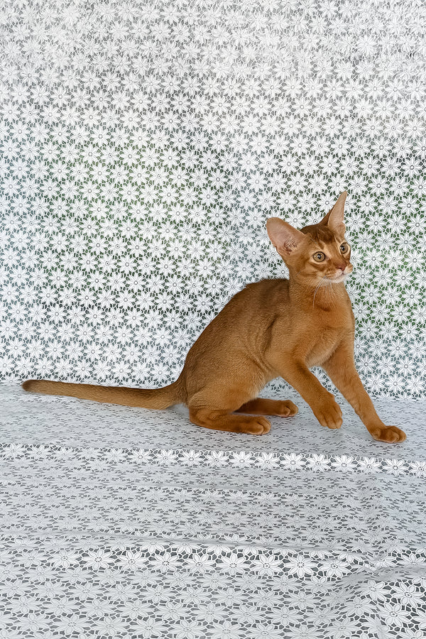 Ellada | Abyssinian Kitten