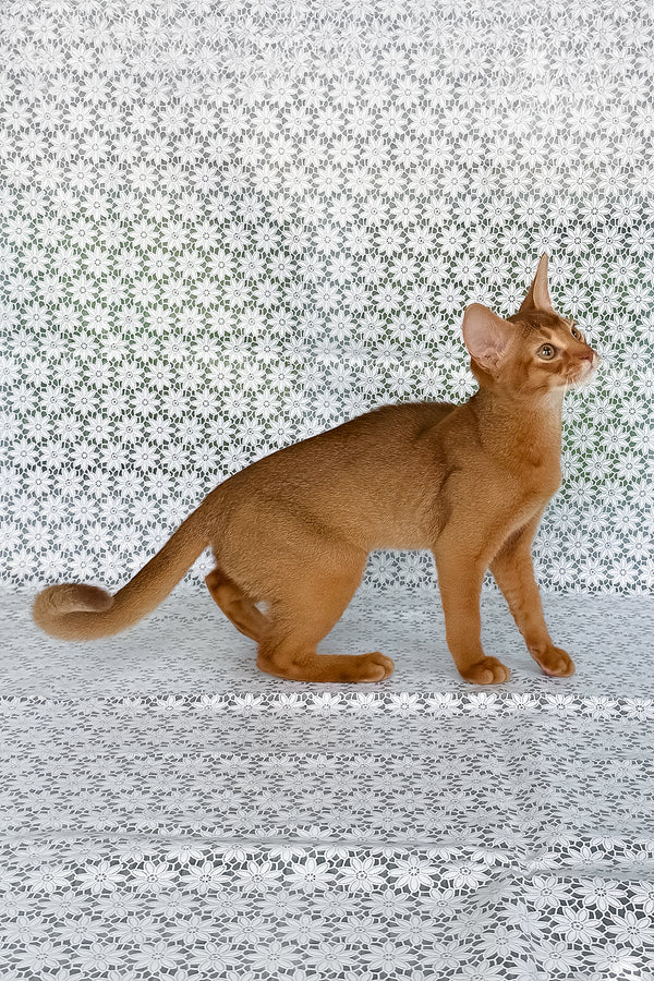Ellada | Abyssinian Kitten