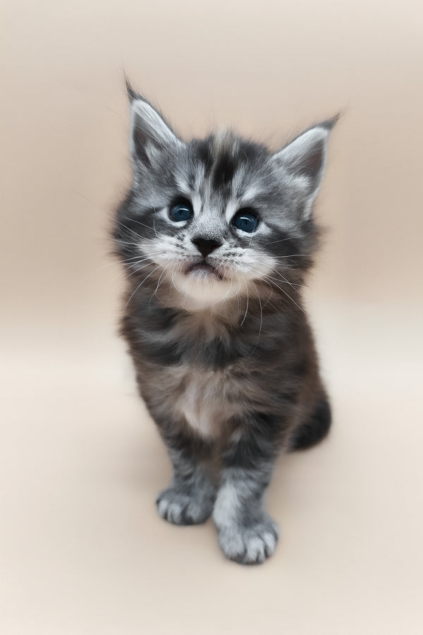 Elany | Maine Coon Kitten