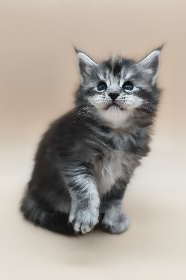 Elany | Maine Coon Kitten