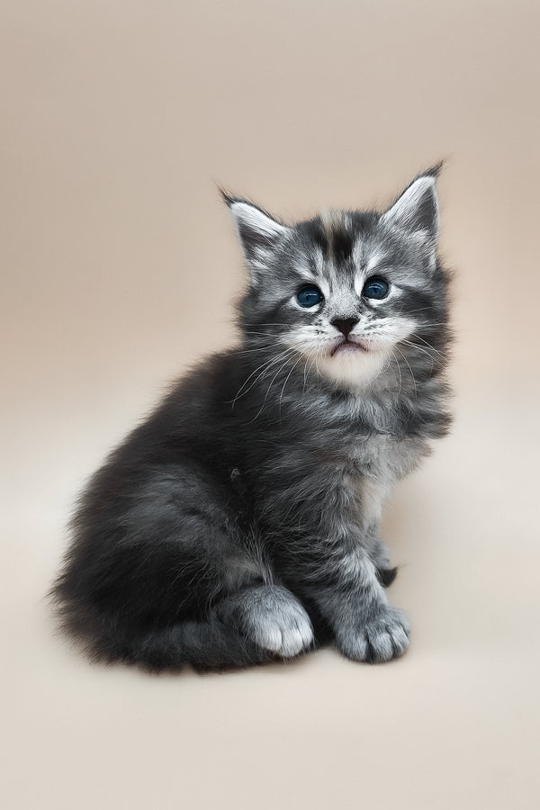 Elany | Maine Coon Kitten