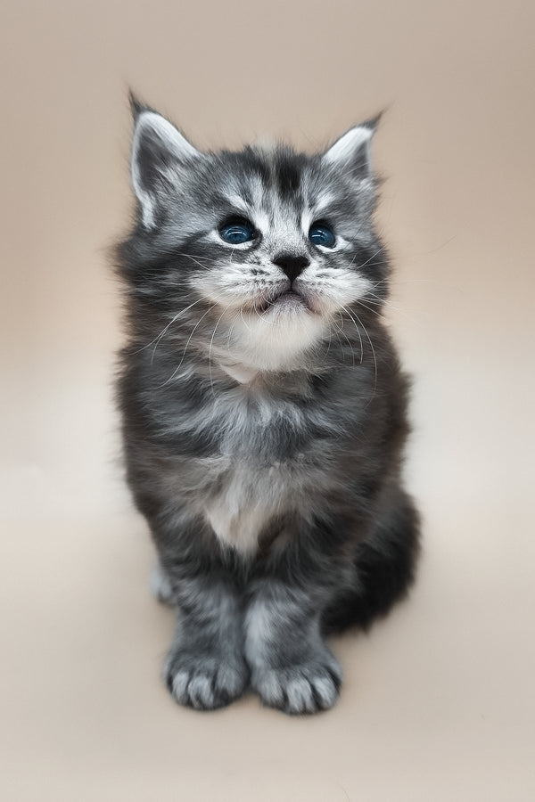 Elany | Maine Coon Kitten