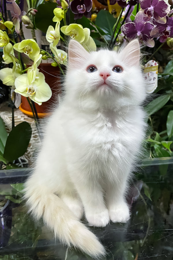 Elliott | Ragdoll Kitten
