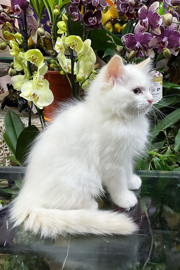 Elliott | Ragdoll Kitten