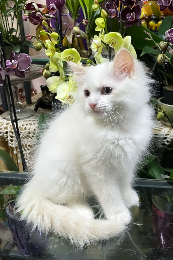 Elliott | Ragdoll Kitten