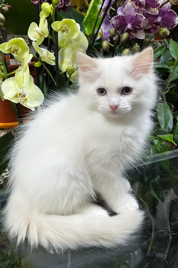 Elliott | Ragdoll Kitten