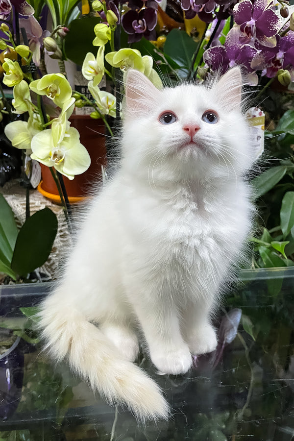Elliott | Ragdoll Kitten