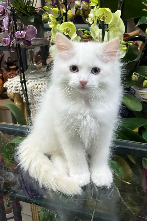 Elliott | Ragdoll Kitten