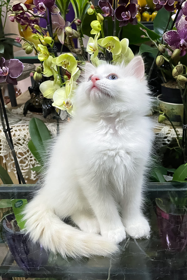 Elliott | Ragdoll Kitten