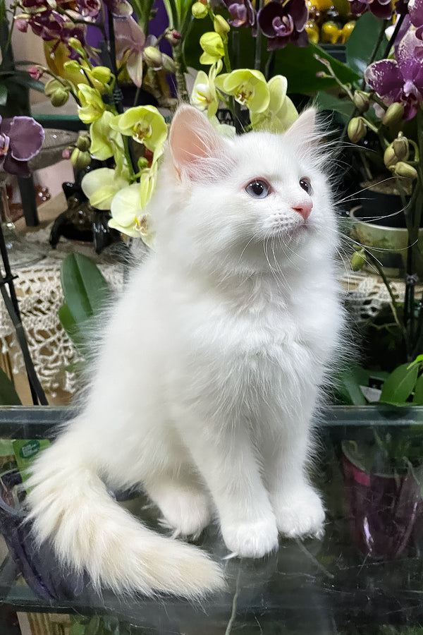 Elliott | Ragdoll Kitten