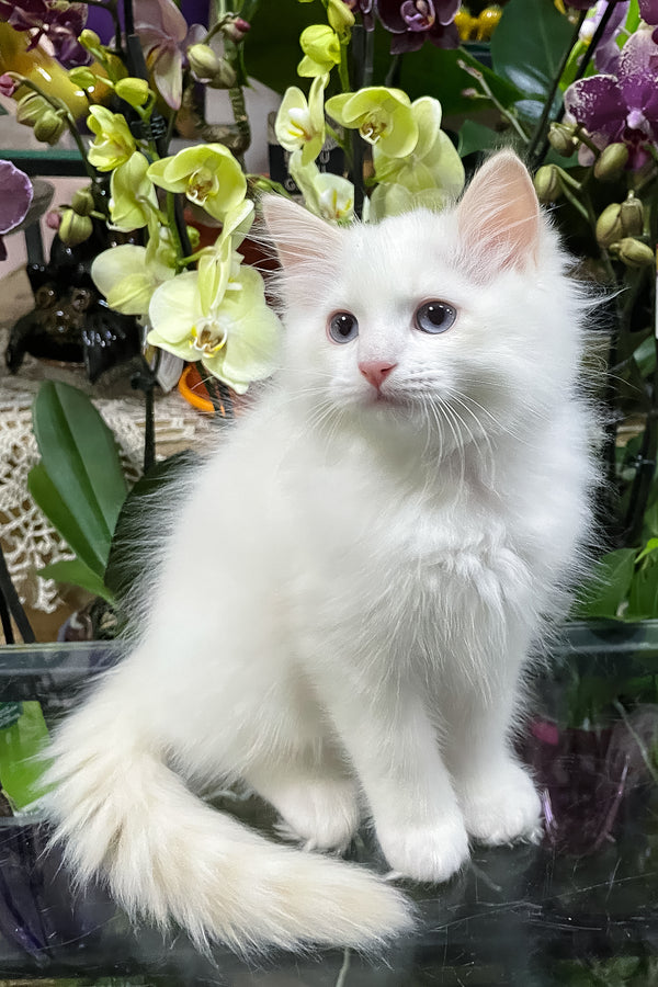 Elliott | Ragdoll Kitten