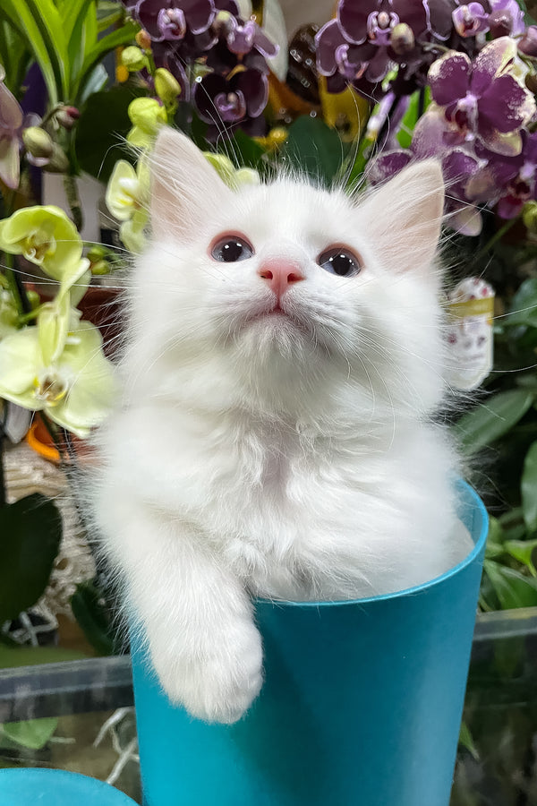 Elliott | Ragdoll Kitten