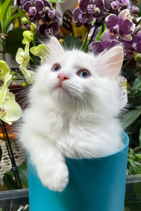 Elliott | Ragdoll Kitten